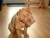 Bordeauxdogge Foto: Benson mit 11 W. (ID 24151) Bordeauxdogge Hund