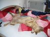 Bordeauxdogge Foto: lasst mich bloß schlafen, hab nen kater... (ID 25815) Bordeauxdogge Hund