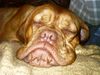Bordeauxdogge Hund