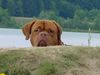 Bordeauxdogge Foto: Bessy aus Dülmen (ID 4165) Bordeauxdogge Hund