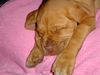 Bordeauxdogge Foto: Unser müdes Baby ´Joker´ (ID 13337) Bordeauxdogge Hund