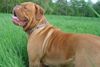 Bordeauxdogge Foto: Conner war der Beste ! (ID 16647) Bordeauxdogge Hund