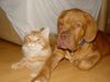 Bordeauxdogge Foto: kronos und bobbi (ID 28154) Bordeauxdogge Hund