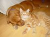 Bordeauxdogge Foto: soll ich spielen oder ihn fressen.sfggggg (ID 28153) Bordeauxdogge Hund