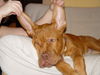 Bordeauxdogge Foto: das ist kronos mei babybär,ggg (ID 26624) Bordeauxdogge Hund