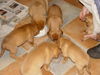 Bordeauxdogge Foto: das is wahre mama liebe,einfach süss (ID 26688) Bordeauxdogge Hund