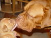 Bordeauxdogge Foto: wahre mama liebe.ggg (ID 26700) Bordeauxdogge Hund