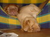 Bordeauxdogge Foto: kann mann so gut schlafen ,ggg (ID 26824) Bordeauxdogge Hund