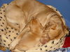 Bordeauxdogge Foto: bei papa schlafen das is toll (ID 27308) Bordeauxdogge Hund