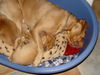 Bordeauxdogge Foto: das ist mein papa (ID 27309) Bordeauxdogge Hund