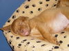 Bordeauxdogge Foto: so ein süsser kleiner loui (ID 27312) Bordeauxdogge Hund