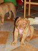 Bordeauxdogge Foto: so eine müsse maus (ID 27306) Bordeauxdogge Hund