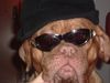 Bordeauxdogge Foto: Jo! So süß und doch sooo cool!! :-) (ID 11949) Bordeauxdogge Hund