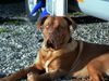 Bordeauxdogge Foto: Horst aus Hofheim (ID 14877) Bordeauxdogge Hund