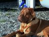 Bordeauxdogge Foto: Horst aus Hofheim (ID 14876) Bordeauxdogge Hund