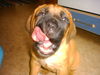 Bordeauxdogge Foto: Unsere 9wochen alte sally (ID 26939) Bordeauxdogge Hund