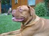 Bordeauxdogge Foto: Darla aus Wien (ID 22186) Bordeauxdogge Hund