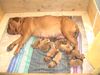 Bordeauxdogge Foto: Bordeauxdoggen Babys 23.03.2003 2 Tag (ID 3115) Bordeauxdogge Hund