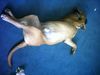 Bordeauxdogge Foto: Dusty 9 Monate alt (ID 22400) Bordeauxdogge Hund
