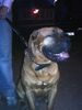 Bordeauxdogge Foto: Dusty 9 Monate alt (ID 22401) Bordeauxdogge Hund