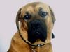 Bordeauxdogge Foto: Dusty 8 Monate alt (ID 21965) Bordeauxdogge Hund