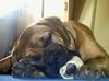Bordeauxdogge Foto: Dusty bei seiner Lieblingsbeschäftigung- Fressen (ID 21963) Bordeauxdogge Hund