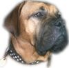 Bordeauxdogge Foto: Dusty (ID 27294) Bordeauxdogge Hund