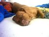 Bordeauxdogge Foto: Emma 6 Monate alt (ID 22403) Bordeauxdogge Hund