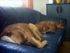 Bordeauxdogge Foto: Dusty 7 Monate(Schearzmaske und Emma 4 Monate(Rotmaske) (ID 21884) Bordeauxdogge Hund