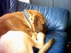 Bordeauxdogge Foto: ich bin sooo müde... (ID 22082) Bordeauxdogge Hund
