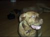 Bordeauxdogge Foto: Emma und Dusty (ID 21892) Bordeauxdogge Hund