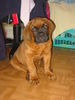Bordeauxdogge Foto: Enno aus dem Hause Ketosch (ID 28184) Bordeauxdogge Hund