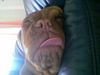 Bordeauxdogge Foto: Tiefschlaf....:o)) (ID 24990) Bordeauxdogge Hund