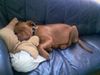 Bordeauxdogge Foto: schnarch... (ID 24993) Bordeauxdogge Hund