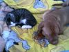 Bordeauxdogge Foto: Emma mit ihrer Freundin Susi (ID 24995) Bordeauxdogge Hund