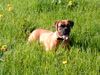 Bordeauxdogge Foto: Blumenkind (ID 21582) Bordeauxdogge Hund