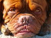 Bordeauxdogge Foto: zeus (ID 28414) Bordeauxdogge Hund