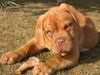 Bordeauxdogge Foto: Buddy aus Österreich (ID 14297) Bordeauxdogge Hund