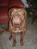 Bordeauxdogge Foto: Weihnachten war sooo schön!! (ID 11954) Bordeauxdogge Hund