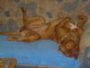 Bordeauxdogge Foto: ach ist das gemütlich (ID 25404) Bordeauxdogge Hund