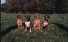 Bordeauxdogge Foto: Doa & und ihre Freundinnen (Doa 10 Monate) (ID 24639) Bordeauxdogge Hund