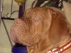 Bordeauxdogge Foto: Lulu aus Quickborn mit ca. 7 Monaten... (ID 21470) Bordeauxdogge Hund
