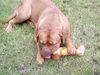 Bordeauxdogge Foto: Hmmm... schmeckt das gut!!! (ID 11950) Bordeauxdogge Hund