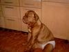 Bordeauxdogge Foto: Das erste mal das ich meine Periode hab!! :-) (ID 11952) Bordeauxdogge Hund