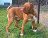 Bordeauxdogge Foto: Minos 10 Monat alt (ID 25902) Bordeauxdogge Hund