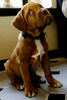 Bordeauxdogge Foto: Kein Botox ohne Rezept? (ID 32050) Bordeauxdogge Hund