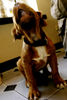 Bordeauxdogge Foto: Neiiiiin!!! (ID 32051) Bordeauxdogge Hund
