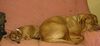Bordeauxdogge Foto: Diesel is Pflegehund fuer ueber 1 Jahr.. I love this dog (ID 20010) Bordeauxdogge Hund