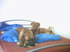 Bordeauxdogge Foto: Dusty (11 Monate) und die Emma (8 Monate) (ID 24416) Bordeauxdogge Hund