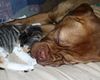 Bordeauxdogge Foto: die größte und die Kleinste..... (ID 15620) Bordeauxdogge Hund